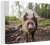 Toile Peinture Cochon - Boue - Animal - 80x60 cm - Décoration murale