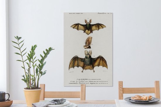 Toile Peinture Chauve-Souris - Vintage - Animal - 60x90 cm - Décoration murale