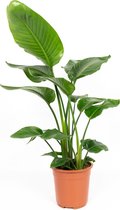 WL Plants - Strelitzia Nicolai - Paradijsvogelplant - Paradijsvogelbloem - Kamerplanten - Luchtzuiverende Kamerplanten - ± 75cm hoog - 19cm diameter - in Kweekpot