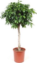 Hellogreen Kamerplant - Ficus Columnar - 105 cm