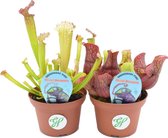 2 x Sarracenia - Vleesetende plant of trompetbekerplant in C1 liter pot