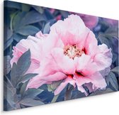 Schilderij - Prachtige roze roos in bloei, eyecatcher in uw kamer, premium print