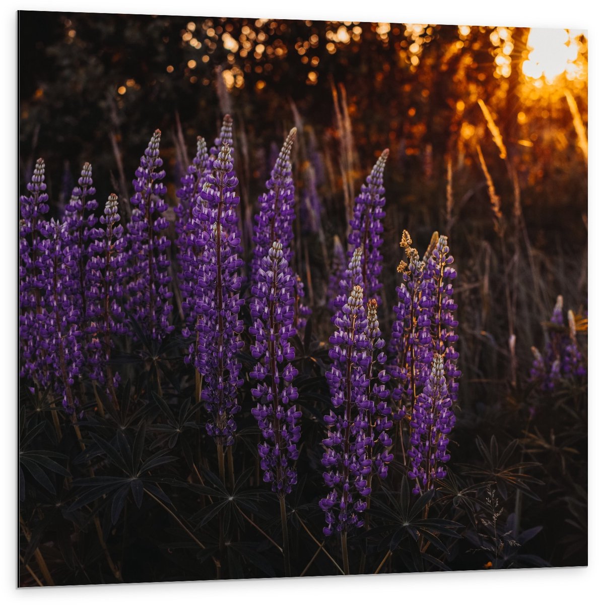 Dibond - Lupinus perennis Bloemen Paars met Zon - 100x100cm Foto op Aluminium (Wanddecoratie van metaal)