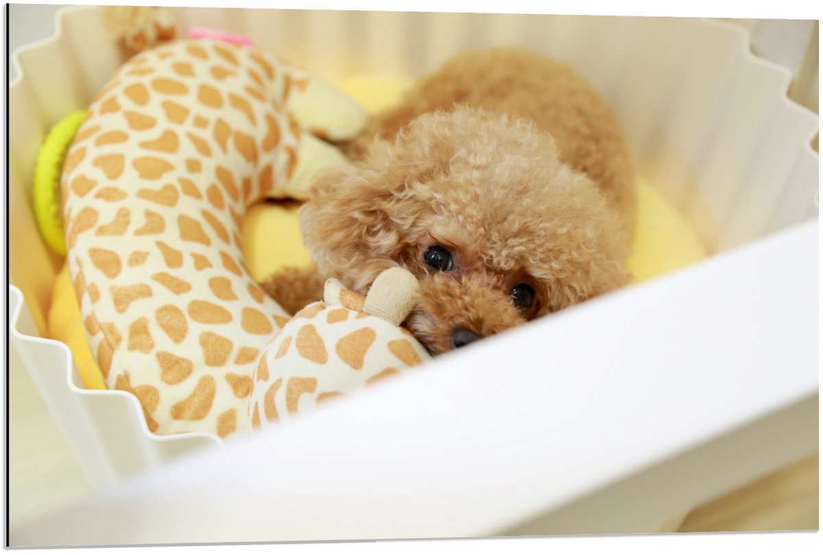Dibond - Klein Schattig Hondje met een Knuffeltje - 90x60cm Foto op Aluminium (Wanddecoratie van metaal)