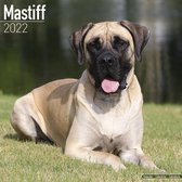 Mastiffs 2022 - 18-Monatskalender mit freier DogDays-App