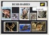 Afbeelding van het spelletje Bush babies – Luxe postzegel pakket (A6 formaat) : collectie van verschillende postzegels van bush babies – kan als ansichtkaart in een A6  envelop - authentiek cadeau - kado - kaart - galago's - nachtdieren - afrika - lorie's - potto