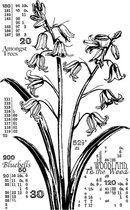 Counting Bluebells Unmounted Rubber Stamps (CI-572)
