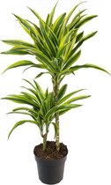 Dracaena Lemon Lime 75 cm Ø19