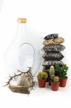 DIY Open terrarium kit 37cm  Met glas/planten en instructies