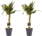 Hellogreen Kamerplant - Duo Dracaena Sandriana victory - 45 cm - Anna grey