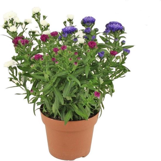Aster Showmaker Trio ↨ 25cm hoge kwaliteit planten