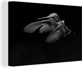 Canvas Schilderij portret van een kolibrie op een zwarte achtergrond - zwart wit - 30x20 cm - Wanddecoratie
