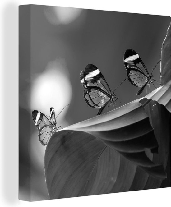Canvas Schilderij Doorzichtige vlinder op een blad in Costa Rica - zwart wit - 50x50 cm - Wanddecoratie