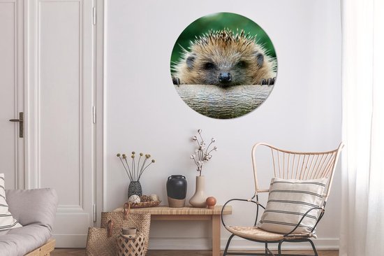 Papier peint Circle - Hérisson - Forêt - Tronc d'arbre - 100x100 cm - Wall Circle XXL