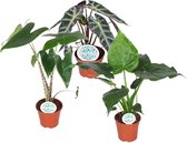 Kamerplanten van Botanicly – 3 × verschillende Alocasia-variëteiten – Hoogte: 50 cm – Alocasia mix