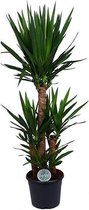 Kamerplant van Botanicly – Palmlelie – Hoogte: 125 cm – Yucca