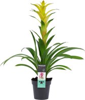 Bromelia Hilda - Guzmania - Hoogte: ↑ 60 cm - Zon - Waterbehoefte: Weinig - diameter pot: 13 cm