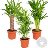 3x Tropische Palmen Mix – Dypsis-Chamaedorea-Yucca – Onderhoudsvriendelijk - ⌀12 cm - 20-45 cm