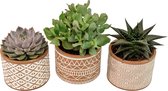 Set van drie vetplanten in bruin en wit deco keramiek ↨ 12cm - 3 stuks - planten - binnenplanten - buitenplanten - tuinplanten - potplanten - hangplanten - plantenbak - bomen - plantenspuit