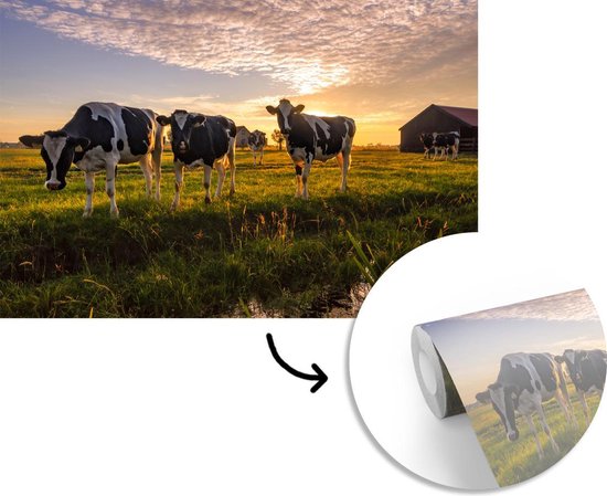 Papier peint - Papier peint photo Vache - Animal - Pâturage - Largeur 390 cm x hauteur 260 cm