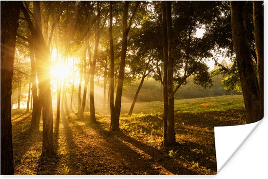 Le soleil d'automne se lève sur une forêt sombre Poster 180x120 cm - Tirage photo sur Poster (décoration murale salon / chambre) XXL / Groot format!