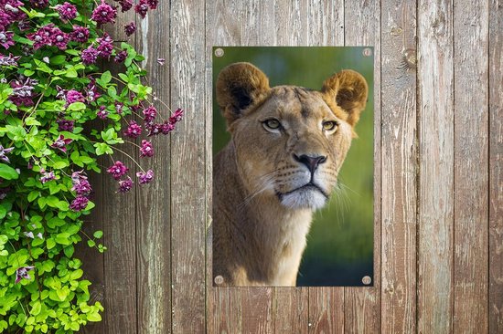 Poster Jardin jeune lionne 40x60 cm - petit - Toile de jardin / Toile d'extérieur / Peintures d'extérieur (décoration de jardin)