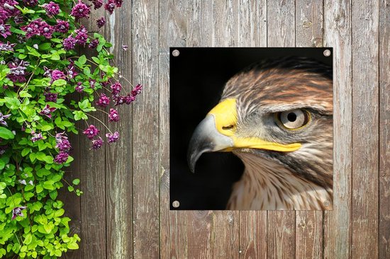 Posters de jardin Buse - Vogel - Zwart - 50x50 cm