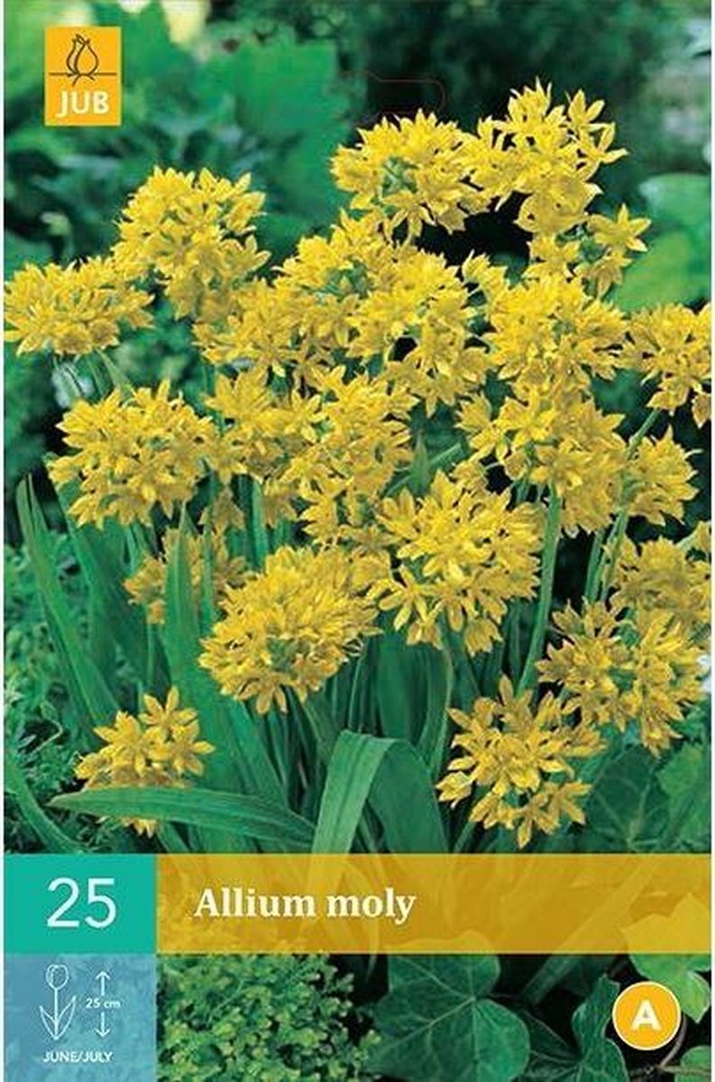 25 ALLIUM MOLY 4/5