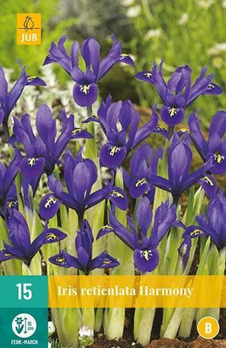 X 15 Iris Harmony