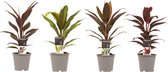 Hellogreen Kamerplant - Viertal Cordyline - Tango, Rumba, Kiwi, Mambo - 40 cm