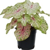 XL Caladium Miss Muffet zonder pot ↕ 70cm - Kamerplant