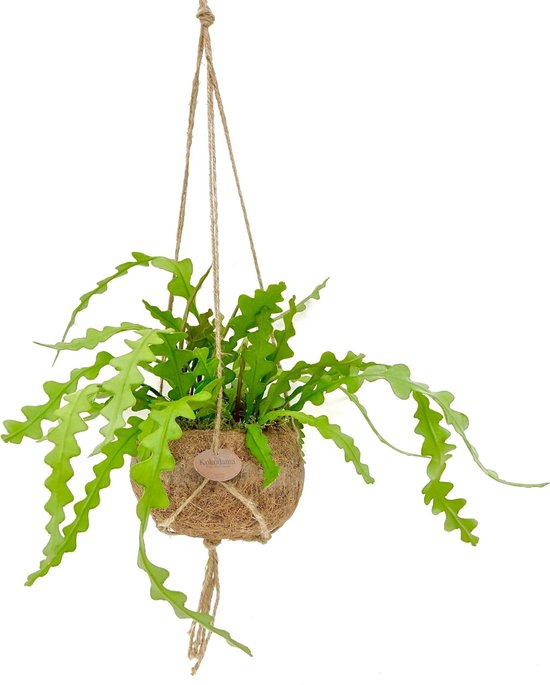 Hellogreen Kamerplant - Zaagcactus Epiphyllum Angular - 20 cm - Kokodama hangplant