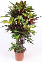 Kamerplant van Botanicly – Croton – Hoogte: 150 cm – Codiaeum variegatum Excellent