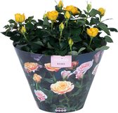 Bloem van Botanicly – Rosa Victory – Hoogte: 32 cm