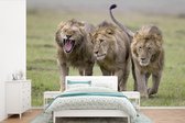 Fond d' écran - Papier peint photo - Trois jeunes lions dans une rangée - Largeur 390 cm x hauteur 260 cm