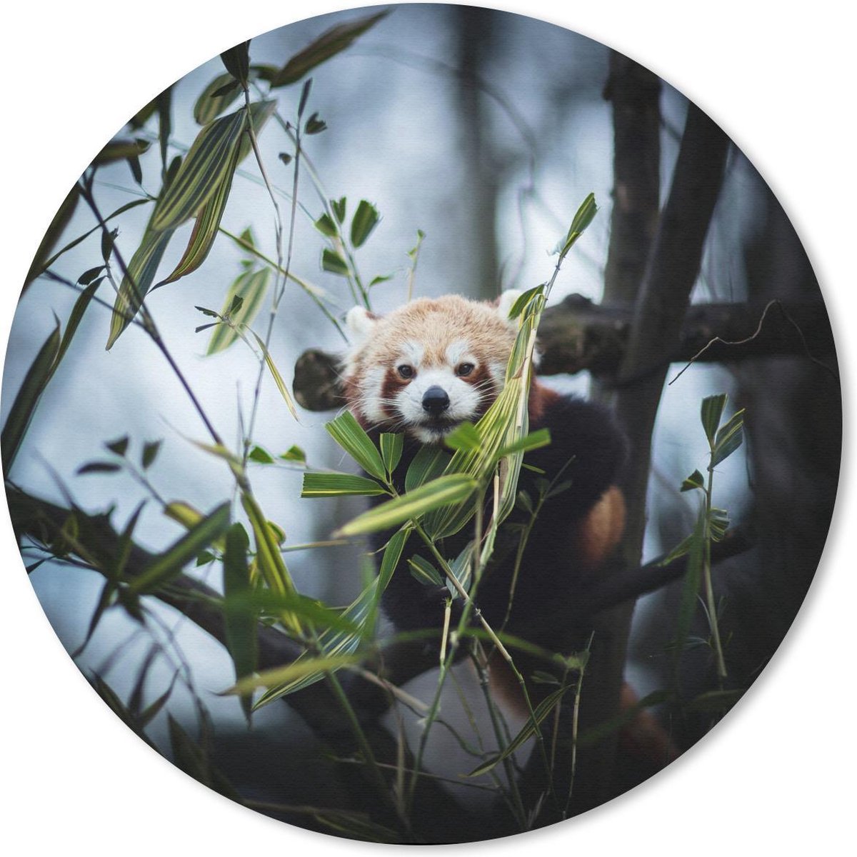 Muismat rond 40x40 cm - Mousepad Panda - Planten - Takken - Ronde muismatten