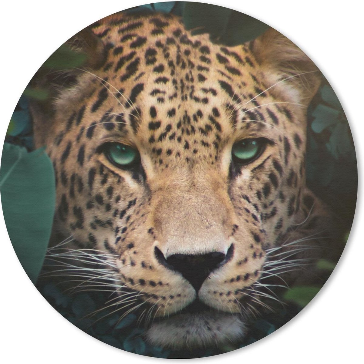 Muismat rond 50x50 cm - Mousepad Jungle - Panter - Wilde dieren - Ronde muismatten