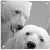 Tuinposter – IJsberen Zwart - Wit - 50x50cm Foto op Tuinposter  (wanddecoratie voor buiten en binnen)