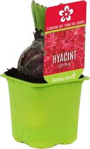 3x Hyacint Hyacinthus 'Jan Bos' rood in kwekerspot