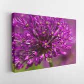Abstract violet flowers on field (shallow DOF) - Modern Art Canvas -Horizontal - 105071396 - 40*30 Horizontal