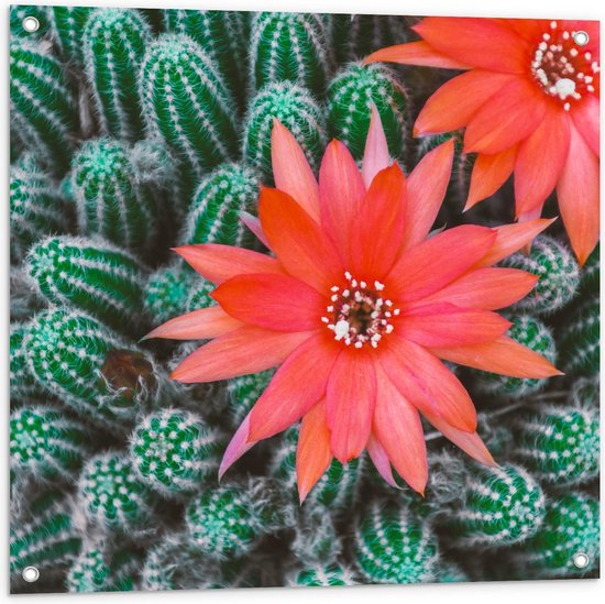 Tuinposter – Rode Bloem Tussen Cactussen - 80x80cm Foto op Tuinposter  (wanddecoratie voor buiten en binnen)