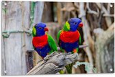 Tuinposter – Twee Kleine Gekleurde Vogels  - 90x60cm Foto op Tuinposter  (wanddecoratie voor buiten en binnen)