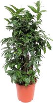Dracaena Surculosa 80 cm
