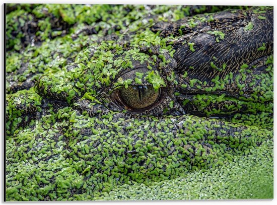 Dibond - Oog van een Krokodil met Plantjes - 40x30cm Foto op Aluminium (Met Ophangsysteem)