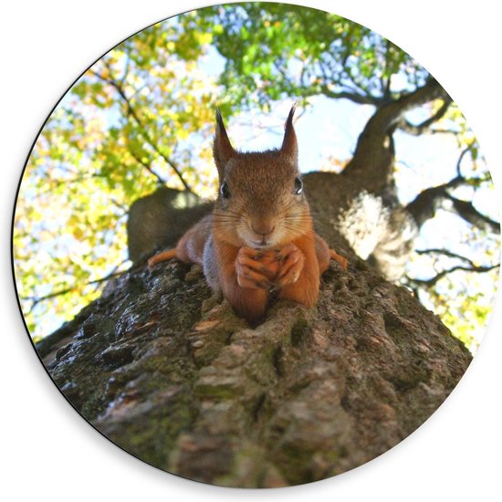 Dibond Wandcirkel - Etende Eekhoorn op een Boom - 50x50cm Foto op Aluminium Wandcirkel (met ophangsysteem)