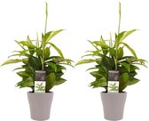 Kamerplanten van Botanicly – 2 × Drakenboom incl. taupe sierpot als set – Hoogte: 45 cm – Dracaena surculosa