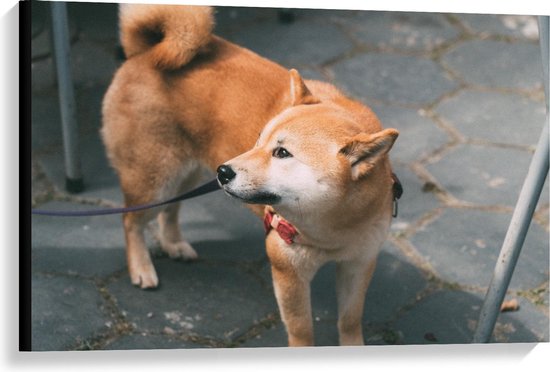 Canvas  - Opzijkijkende Hond - 90x60cm Foto op Canvas Schilderij (Wanddecoratie op Canvas)