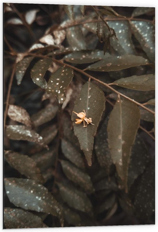 Dibond - Groene Plantenbladeren  - 60x90cm Foto op Aluminium (Met Ophangsysteem)