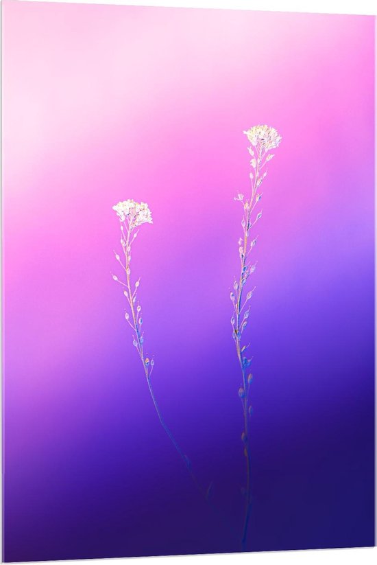 Acrylglas - Witte Bloemen op Blauw/Roze Bloemen - 80x120cm Foto op Acrylglas (Wanddecoratie op Acrylglas)