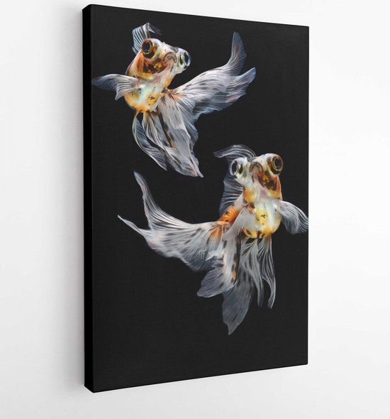 Goldfish isolated on black background - Modern Art Canvas - Vertical - 115607263 - Vertical